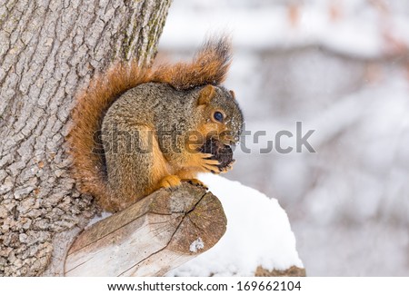 A fox squirrel works at opening a nut while perched on a tree branch and surrounded by winter snow. Shot in central Indiana, USA.