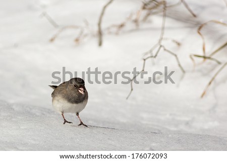 A tiny dark-eyed, slate-colored junco bird scurries across the snow with a seed in its pink beak.