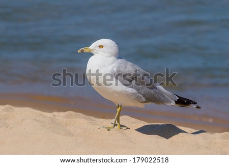 A ring-billed seagull walk on the sand near the water\'s edge.