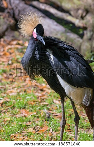 Also known as the black-crowned crane, the West African crowned crane lives in grasslands, marshes, and meadows from Cape Verde to Lake Chad in the north, and south into Nigeria and Cameroon.
