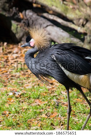 Also known as the black-crowned crane, the West African crowned crane live in grasslands, marshes, and meadows from Cape Verde to Lake Chad in the north, and south into Nigeria and Cameroon.