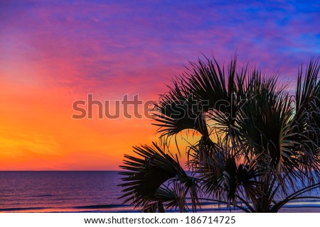 A palm tree is silhouetted by a dramatic, colorful sunrise sky over the Atlantic Ocean on a Florida beach.