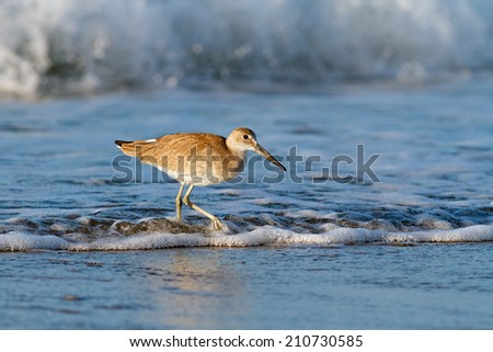 A willet, a type of sandpiper-like seabird, forages in the surf at Emerald Isle, North Carolina just after sunrise.