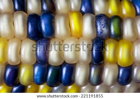 Flint corn, also called Indian or calico maize, displays a vivid array of colors at fall harvest time.
