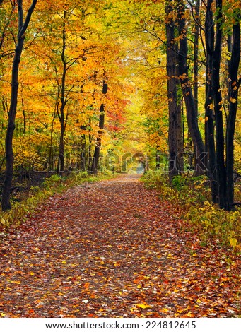 A trail covered with fallen autumn leaves is lined with trees displaying colorful fall foliage at Cuyahoga Valley National Park, Ohio.