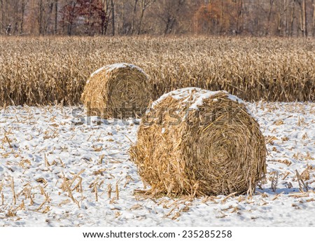 Round crop bales on the edge of a corn field are topped with a light snow fall in late autumn.