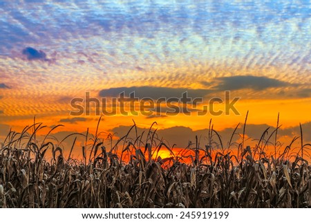 Autumn cornstalks are backed by a vibrant sunset sky in rural Indiana.