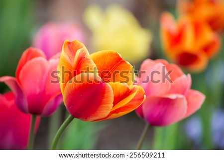 Multicolored tulip flowers bloom in the spring garden.
