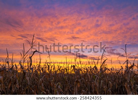Cornstalks are silhouetted by the vivid colors of a sunset sky over America\'s Midwest.