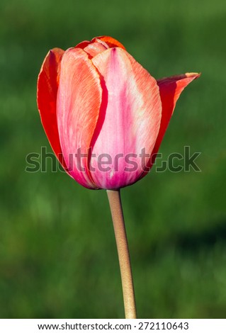 A beautiful spring tulip blooms in pastel shades of pink and peach.