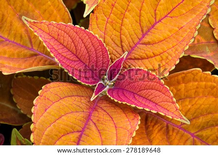 A coleus plant displays colorful foliage in golden orange tones with magenta red accents in the summer flower garden.