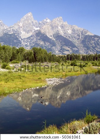 The Cathedral Group of the Grand Tetons reflected in the Snake River as a duck lands on the water at Schwabacher\'s Landing, Wyoming.