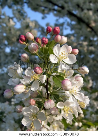 Deep pink crab apple tree flower buds open into bright white blossoms.