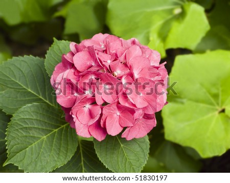 Pink Hydrangea Flower (Hydrangea macrophylla)