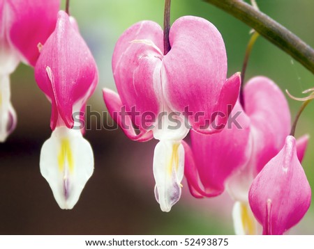 Bleeding Heart Flowers (Dicentra spectabilis or Lamprocapnos spectabilis)