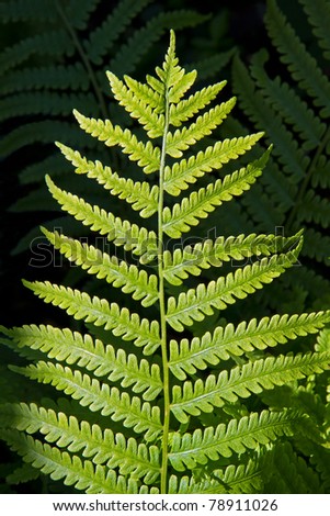 Fern frond in sunlight against a darker background (with more ferns)