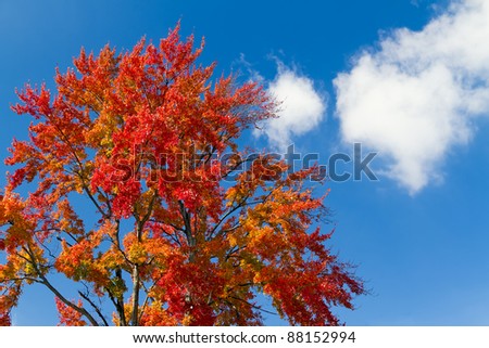 A very tree sporting autumn foliage stands against a blue sky with white clouds on a sunny autumn day.