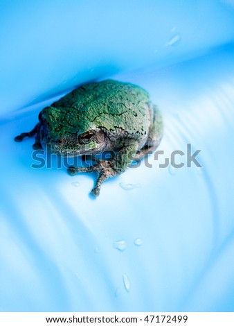 Green Frog on Blue Background