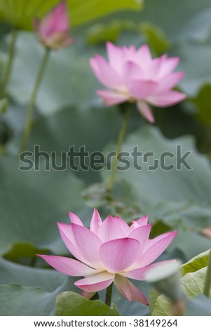 Lotus in the pool, Hong Kong