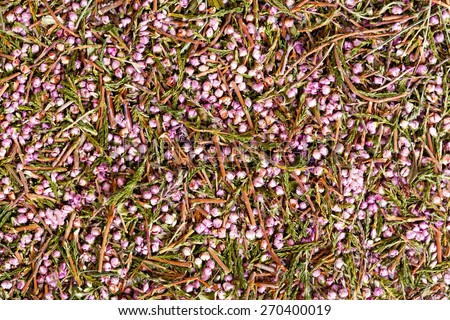 Heather flowers. Small violet flowers. vintage paper background. Retro style.
