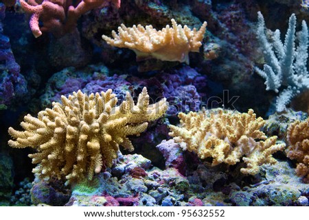 White corals in aquarium