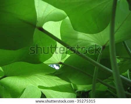 Light and shade through leaves
