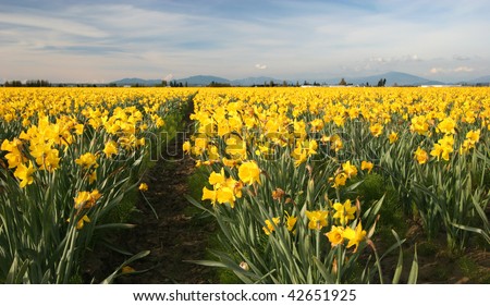 Field of Yellow Daffodils, Pacific Northwest, USA