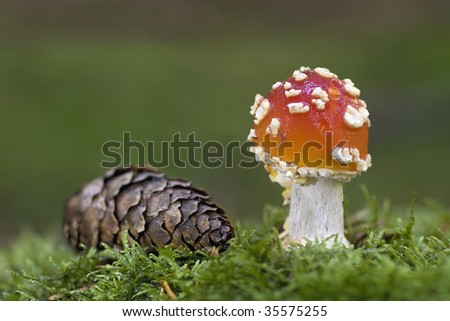 red green moos moss natur fungus red white forest soil toxic fungi amanita muscaria deadly  toadstoll poisomous mushroom ungenie nature wood forest