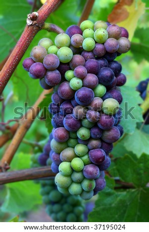 Pinot Noir grapes during veraison in the Willamette Valley of Oregon