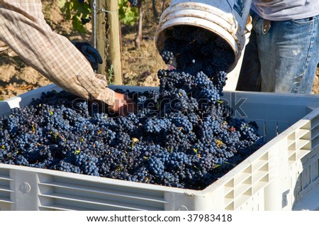 Pinot Noir grapes during harvest in the Willamette Valley of Oregon