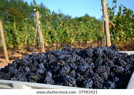 Pinot Noir grapes during harvest in the Willamette Valley of Oregon