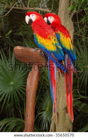 Mexican Parrots Stock Photo 35650570 : Shutterstock