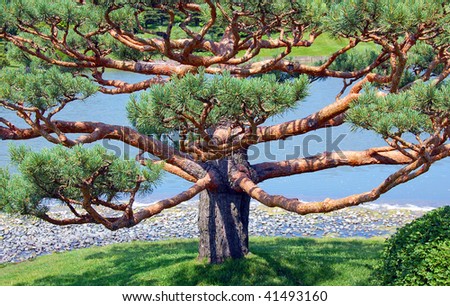 Japanese tree