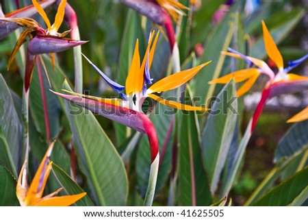 Crane Flower