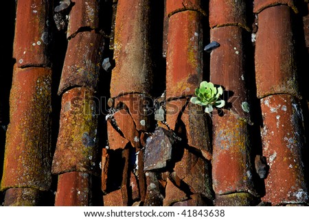 Old tile roof with Aeonium plant