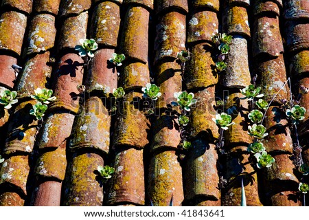 Old tile roof with Aeonium plants