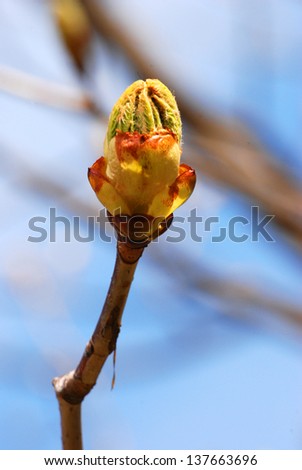 A bud from a mapleA bud from a maple in the spring.