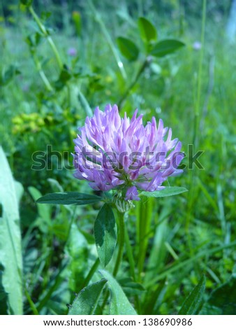 Red clover. A close up from a red clover.