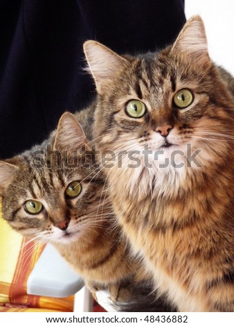 stock-photo-two-nosy-cats-are-observing-at-the-camera-48436882.jpg