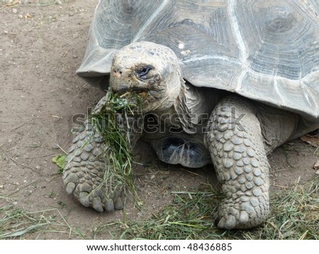 A slowly old turtle is eating grass.
