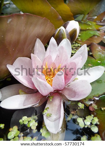 A bud from a water lily is standing in the garden pond