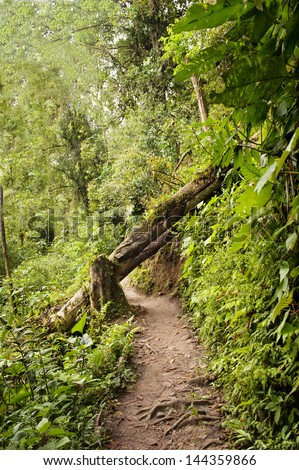 ecological path in the  Amazonian forest of Mindo  Ecuador