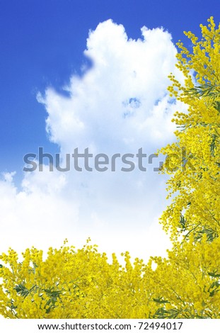 Background with mimosa and sky for International Women's Day