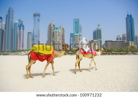 Dubai Camel On The Town Scape Background, United Arab Emirates