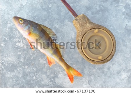 perch fish with rod on the ice. Winter fishing theme