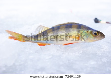 perch fish with rod on blue ice