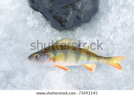 perch fish and ice hole.