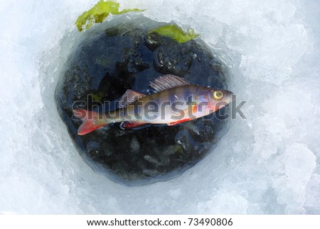 perch fish in ice hole