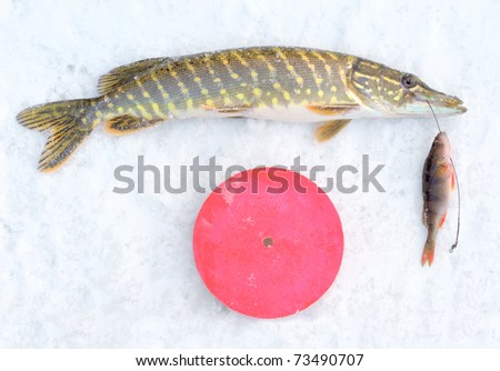 pike on the ice with perch fish