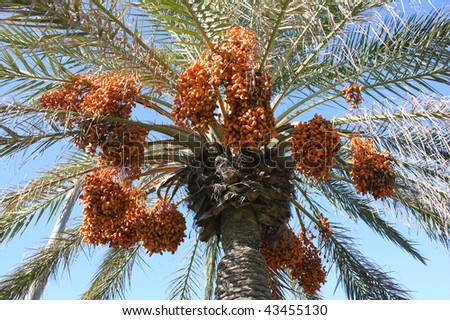 Dates clusters hanging down from the palm tree